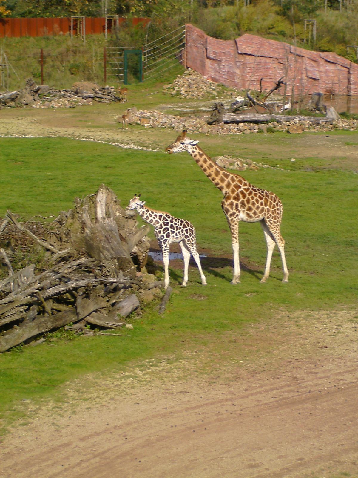 Zoom 18.10.08-112.jpg